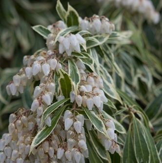 Felsenheide (Pieris jap. 'Variegata')