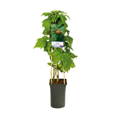 Kletterpflanze Rubus idaeus 'Golden Bliss' (Gelbe Himbeere)
