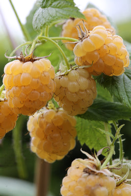 Kletterpflanze Rubus idaeus 'Golden Everest' (Gelbe Himbeere)
