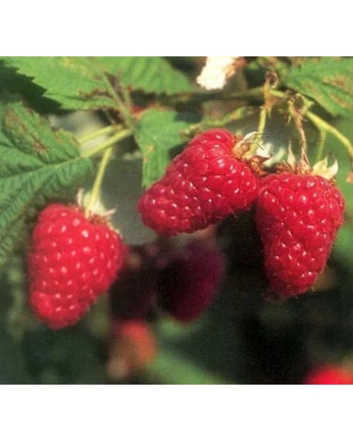Kletterpflanze Rubus idaeus 'Tulameen' (Rote Himbeere) -