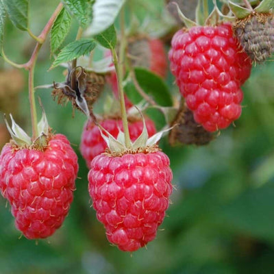 Kletterpflanze Rubus idaeus 'Willametta' (Rote Himbeere)