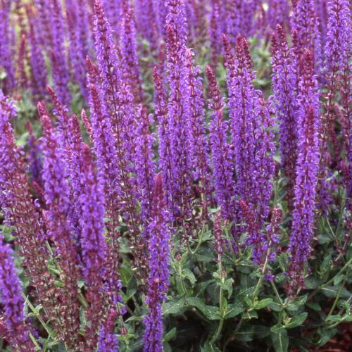 Borderpakket  fantasie (1,5m2) - Tuinplanten