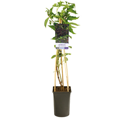 Kletterpflanze Sambucus nigra 'Haschberg' (Holunder)
