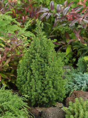 Scheinzypresse (Chamaecyparis th. 'Top Point')