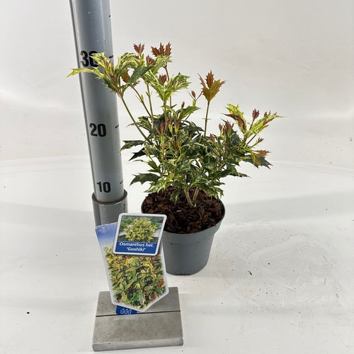 Osmanthus 'Goshiki' (Stein-Stechpalme)