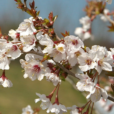 Zierkirsche (Prunus incisa 'Kojou-no-mai')