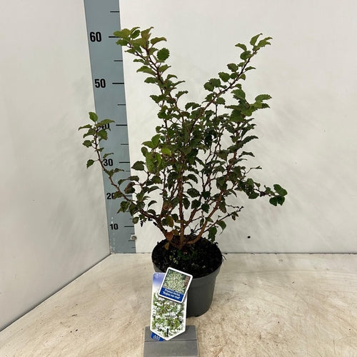 Sierkers (Prunus incisa 'Kojou-no-mai') - Heesters