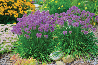 Zierlauch (Allium 'Millenium')