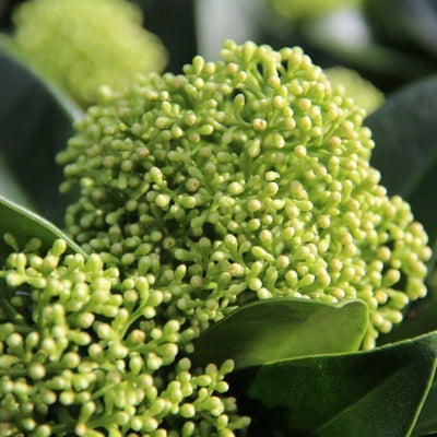 Skimmia (Skimmia jap. White Globe®)