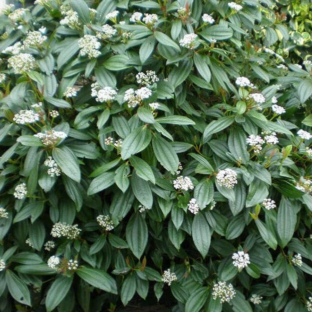 Schneeball (Viburnum davidii) - Viburnum