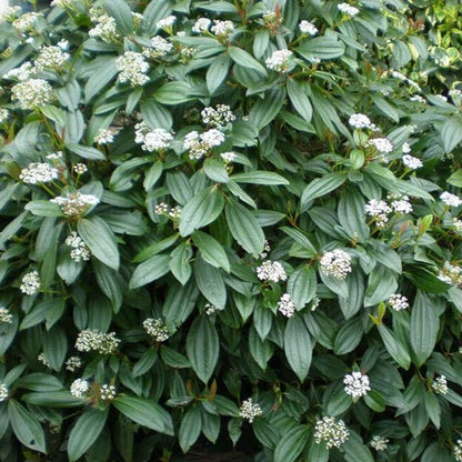 Schneeball (Viburnum davidii) - Viburnum