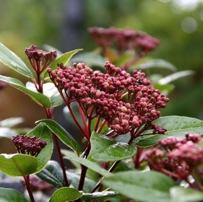 Schneeball (Viburnum tinus Spirit)
