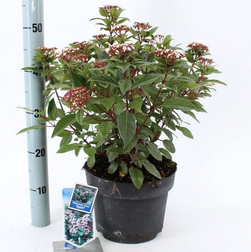 Sneeuwbal (Viburnum tinus Spirit ) - Viburnum