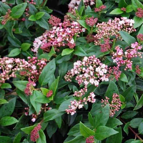 Schneeball (Viburnum tinus ‘Eve Price’) - Viburnum
