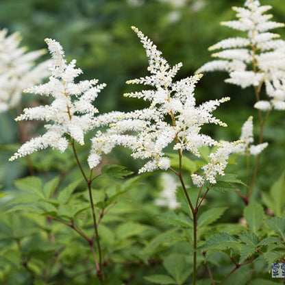 Spierstrauch (Astilbe (A) 'Deutschland') - Gartenpflanzen