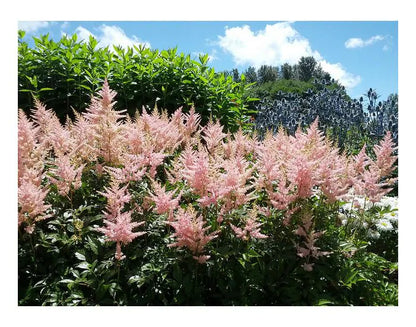 Spierstrauch (Astilbe (S) 'Sprite') - Gartenpflanzen