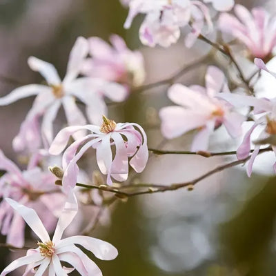 Sternmagnolie als Strauch (Magnolia 'Leonard Messel')