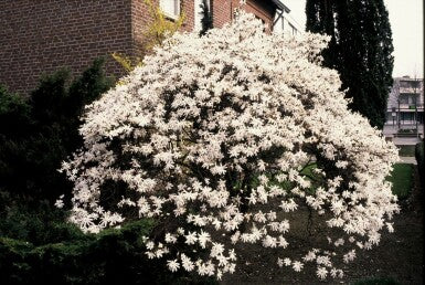 Sternmagnolie als Strauch (Magnolia 'Waterlily')