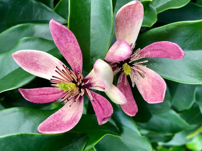 Stermagnolie als Strauch (Magnolia figo 'Stellar Ruby') - Immergrüne Sträucher