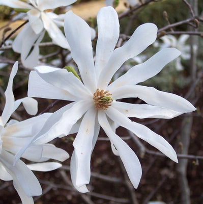 Sternmagnolie als Strauch (Magnolia stellata)