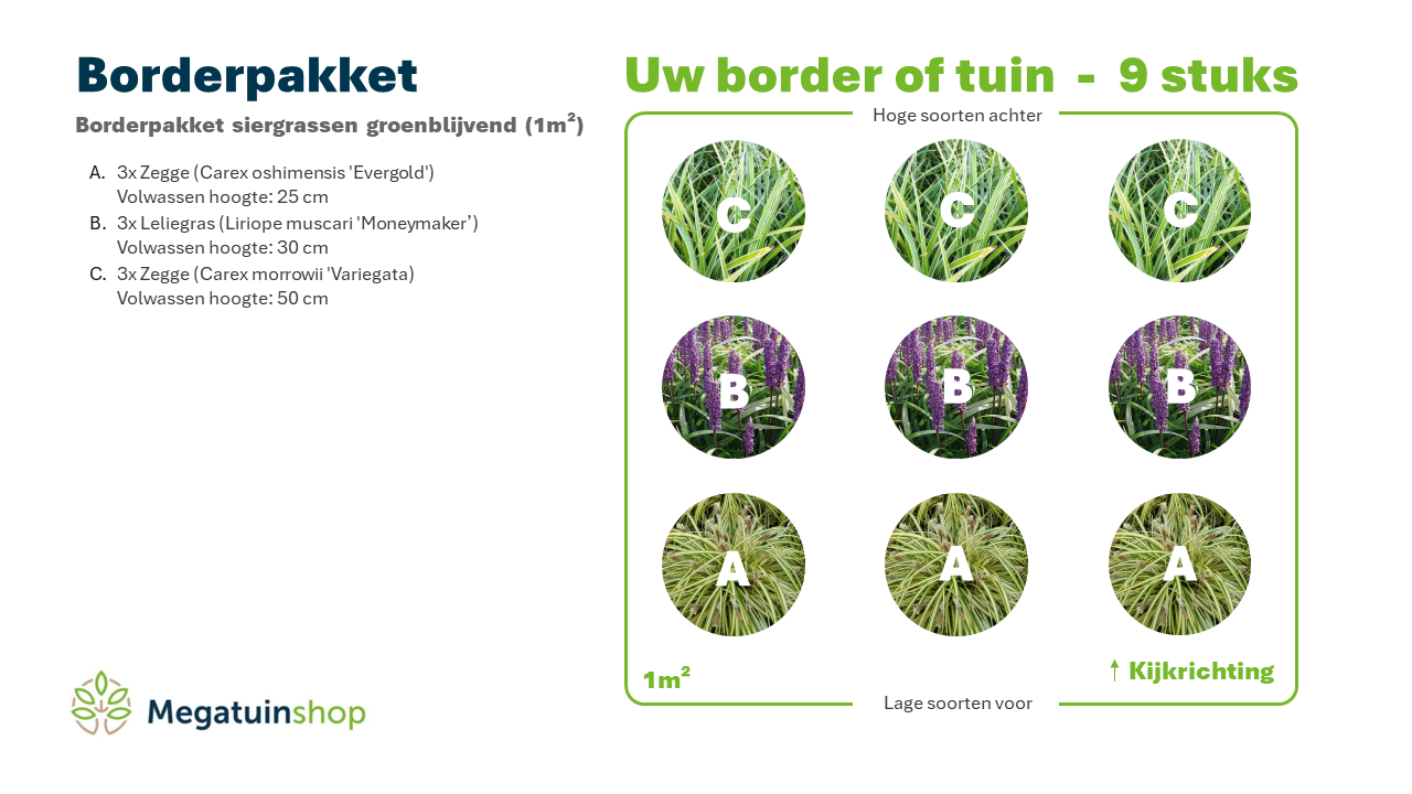 Borderpakket siergrassen groenblijvend (1m2) - Tuinplanten