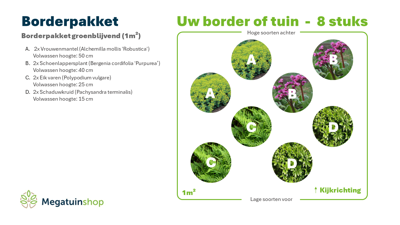 Borderpakket groenblijvend (1m2) - Tuinplanten