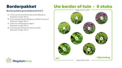 Borderpakket groenblijvend (1m2) - Tuinplanten