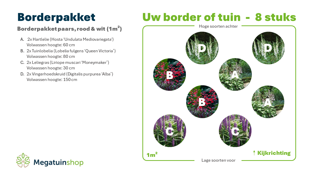 Borderpakket paars, rood & wit (1m2) - Tuinplanten