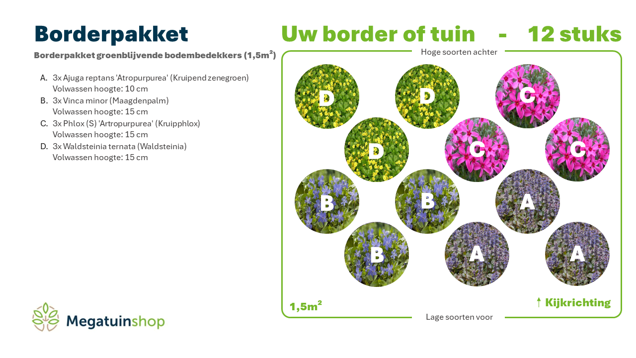 Borderpakket groenblijvende bodembedekkers (1,5m2) - Tuinplanten