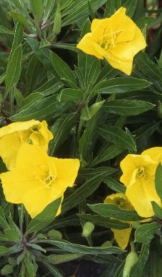 Nachtkerze (Oenothera macrocarpa)