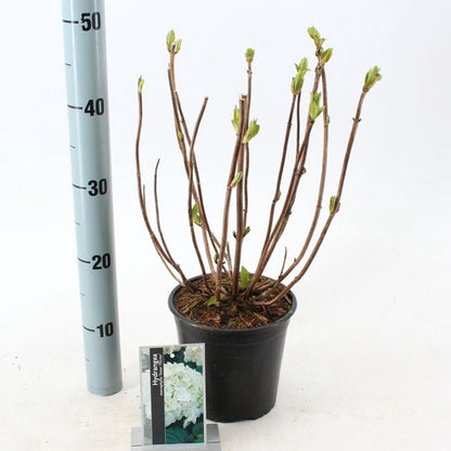 Hortensia (Hydrangea macrophylla 'Soeur Therese’ ) - Hortensia