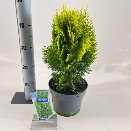 Thuja (Thuja occidentalis ‘Aurea Nana’  (Platycladus)) - Coniferen