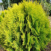 Thuja (Thuja occidentalis 'Aurea Nana' (Platycladus))