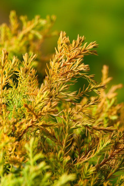 Thuja (Thuja occidentalis 'Rheingold') - Coniferen