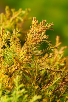 Thuja (Thuja occidentalis 'Rheingold')