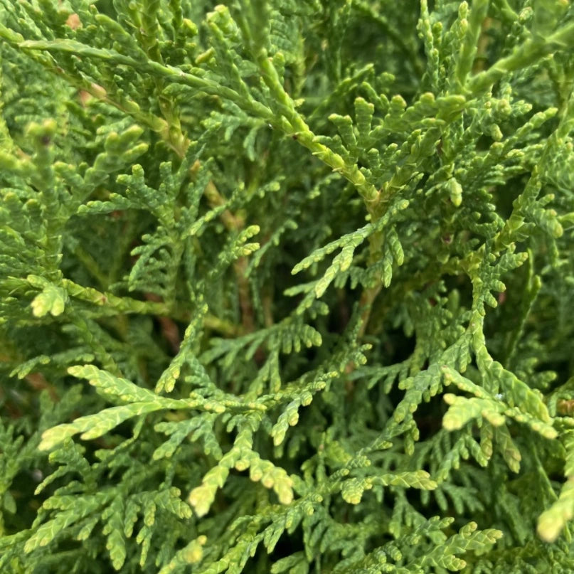 Thuja (Thuja occidentalis 'Tiny Tim') - Coniferen