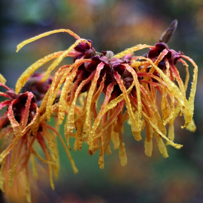 Zaubernuss (Hamamelis intermedia 'Aphrodite')