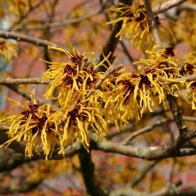 Zaubernuss (Hamamelis intermedia 'Arnold Promise')