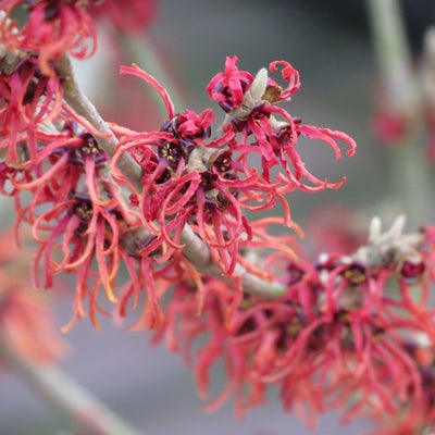 Zaubernuss (Hamamelis intermedia 'Diane')