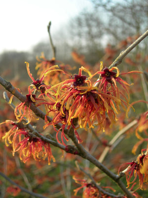 Zaubernuss (Hamamelis intermedia 'Jelena')