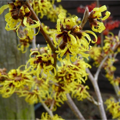 Zaubernuss (Hamamelis intermedia 'Pallida')