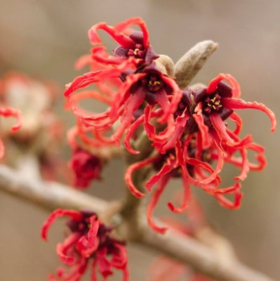 Zaubernuss (Hamamelis intermedia 'Rubin')