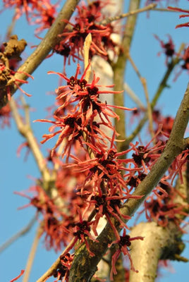 Zaubernuss (Hamamelis intermedia 'Ruby Glow')