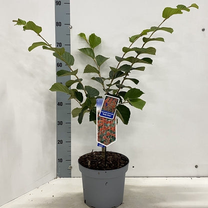 Toverhazelaar (Hamamelis intermedia 'Ruby Glow') - Heesters