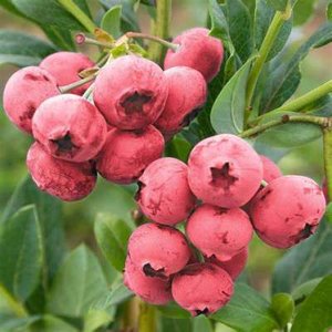 Kletterpflanze Vaccinium corymbosum 'Pink Lemonade' (Rote Johannisbeere)