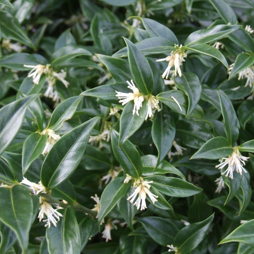 Fleischbeere (Sarcococca confusa) - Immergrüne Sträucher