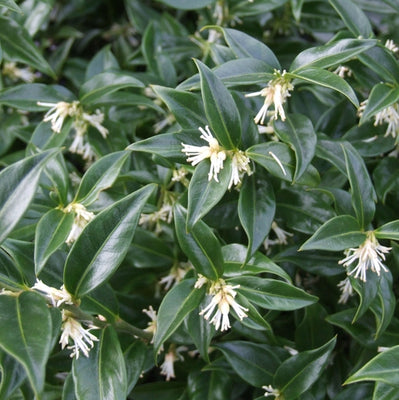 Süße Beere (Sarcococca confusa)