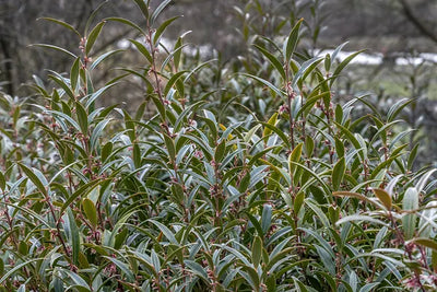 Mäusedorn (Sarcococca hookeriana Purple Gem)