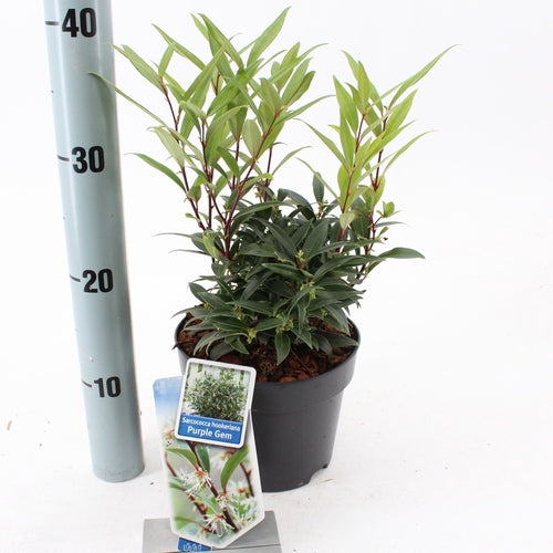 Vleesbes (Sarcococca hookeriana Purple Gem) - Groenblijvende struiken