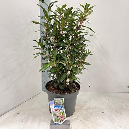 Vleesbes (Sarcococca hookeriana Winter Gem) - Groenblijvende struiken